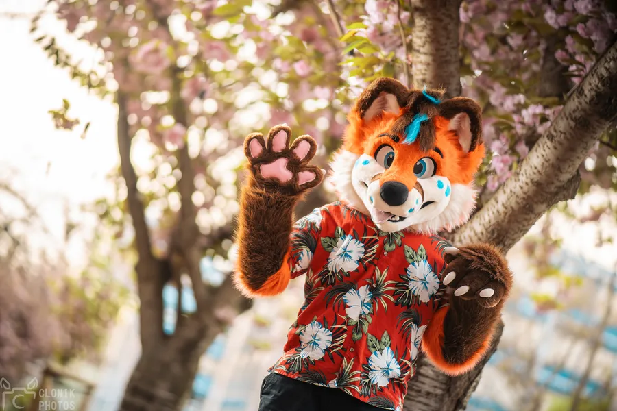 Vulpy beneath the cherry blossoms